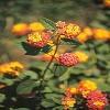 Plants: image 113 Of 208 Thumb